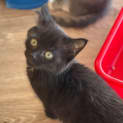 Photo of Shadow