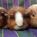 Photo of Bella, Daphine And Charlotte