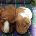 Photo of Bella, Daphine And Charlotte