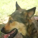 Photo of Bruno (Adoption Pending)