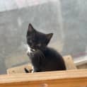 Photo of Cookie