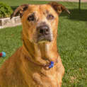 Photo of Reba ~ A Very Special Senior Girl (Adopted 1/4/15)