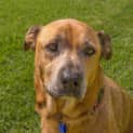 Photo of Reba ~ A Very Special Senior Girl (Adopted 1/4/15)