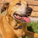 Photo of Reba ~ A Very Special Senior Girl (Adopted 1/4/15)