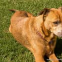 Photo of Reba ~ A Very Special Senior Girl (Adopted 1/4/15)
