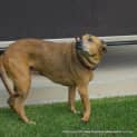 Photo of Reba ~ A Very Special Senior Girl (Adopted 1/4/15)
