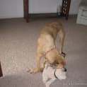 Photo of Reba ~ A Very Special Senior Girl (Adopted 1/4/15)