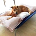 Photo of Reba ~ A Very Special Senior Girl (Adopted 1/4/15)
