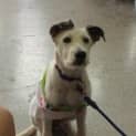 Photo of Gem *On Trial In Her New Home*