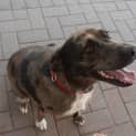 Photo of Daisy