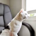 Photo of Chester **Cuddly** (Thornbury)