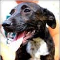 Photo of Cinders (Adoption Pending)