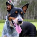 Photo of Scully (Adoption Pending)