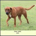 Photo of Simba (Adoption Pending)