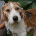 Photo of Bronco