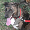 Photo of Daisy