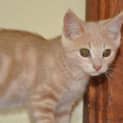 Photo of Latte