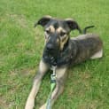 Photo of Buster