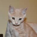 Photo of Latte