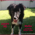 Photo of Mollie ~ Purebred Border Collie (Trial 18/2/15)