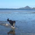 Photo of Mollie ~ Purebred Border Collie (Trial 18/2/15)
