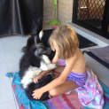Photo of Mollie ~ Purebred Border Collie (Trial 18/2/15)