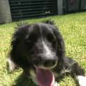 Photo of Mollie ~ Purebred Border Collie (Trial 18/2/15)