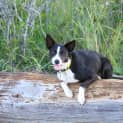 Photo of Holly (Adoption Pending)