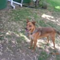 Photo of Rusty