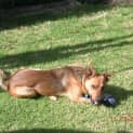 Photo of Rusty