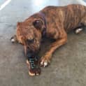 Photo of Indi (Trial 15/2/15) Mastiff X Staffy (Low Maint)