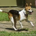 Photo of Sootie (New Listing Created) ~ Senior Mini Foxy