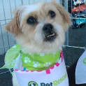 Photo of Scruffy