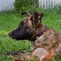 Photo of Rastus