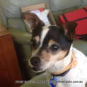 Photo of Dotti ~ Tenterfield Terrier (Adopted 5/4/15)