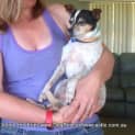 Photo of Dotti ~ Tenterfield Terrier (Adopted 5/4/15)