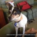 Photo of Dotti ~ Tenterfield Terrier (Adopted 5/4/15)