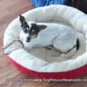Photo of Dotti ~ Tenterfield Terrier (Adopted 5/4/15)