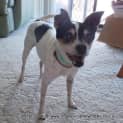 Photo of Dotti ~ Tenterfield Terrier (Adopted 5/4/15)