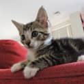 Photo of Smudge