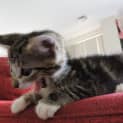 Photo of Smudge