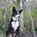 Photo of Holly (Adoption Pending)