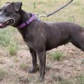 Photo of Saffy