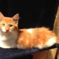 Photo of Gin