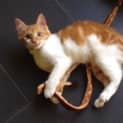 Photo of Gin