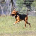 Photo of Dexter