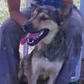 Photo of Bruno (Adoption Pending)