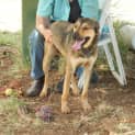 Photo of Bruno (Adoption Pending)