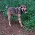 Photo of Bruno (Adoption Pending)