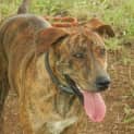 Photo of Lua (Adoption Pending)